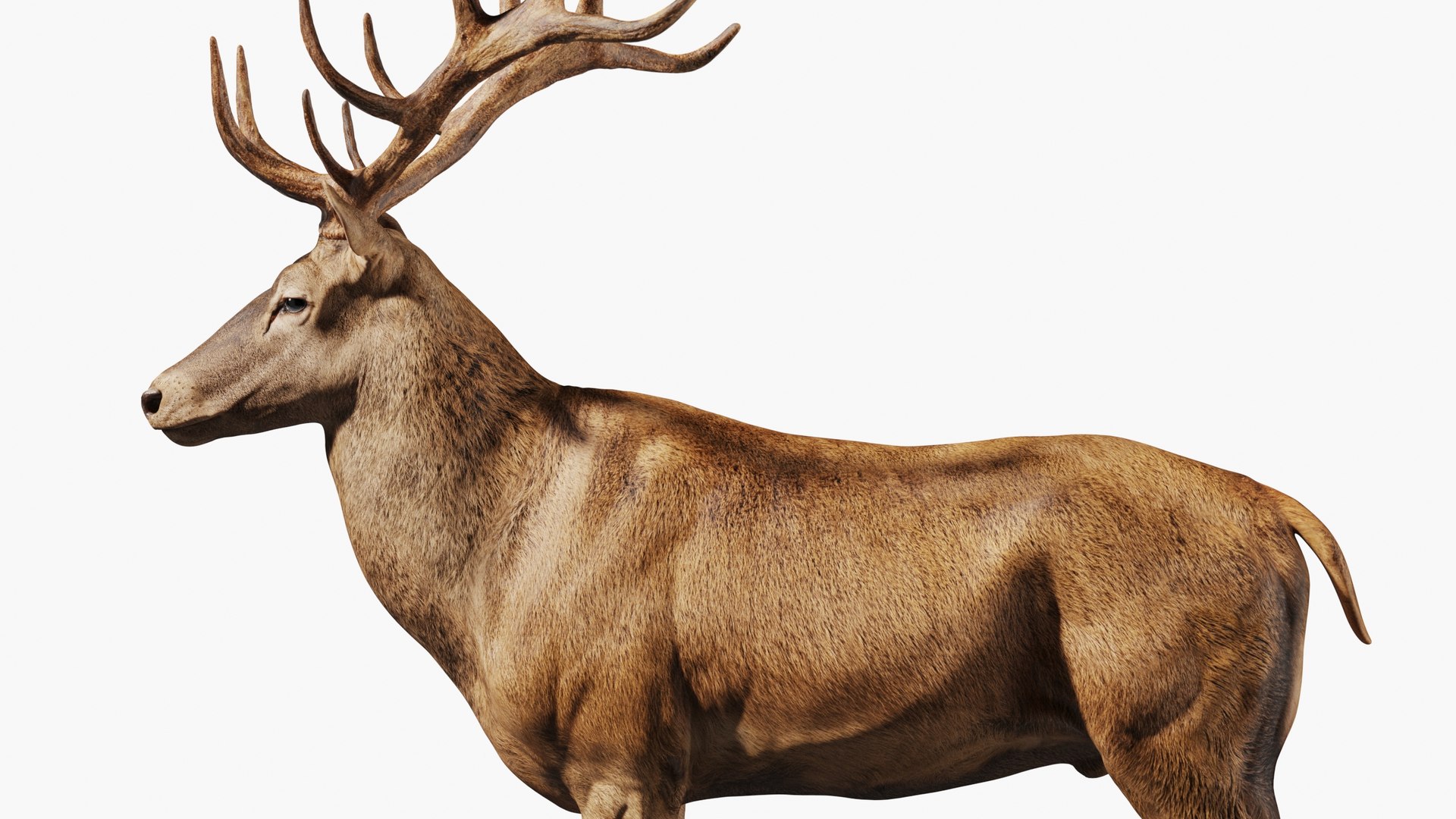 Reed Deer Stag 3D model https://p.turbosquid.com/ts-thumb/Us/w1O4pl/ln/10005/jpg/1618310735/1920x1080/fit_q87/1c06fecd8a02795694af868136bb3a0cdd4466ee/10005.jpg