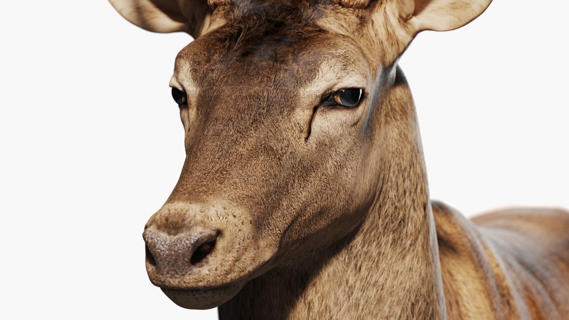 Reed Deer Stag 3D model https://p.turbosquid.com/ts-thumb/Us/w1O4pl/od/qq5/jpg/1618311515/1920x1080/fit_q87/ec20fb123d47b4282d046c5fb9e6d5b004bf3c1f/qq5.jpg