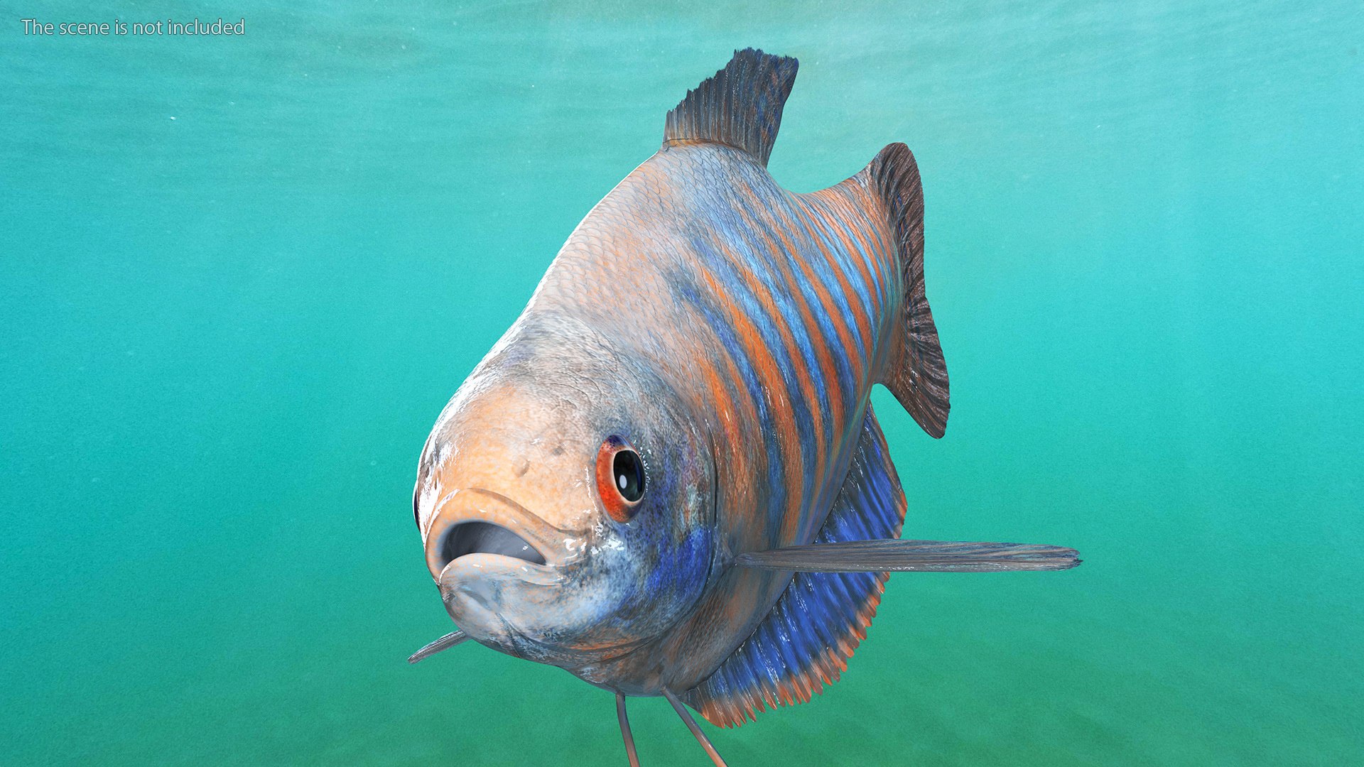 3D Dwarf Gourami Fish Rigged For Maya Model - TurboSquid 2247281