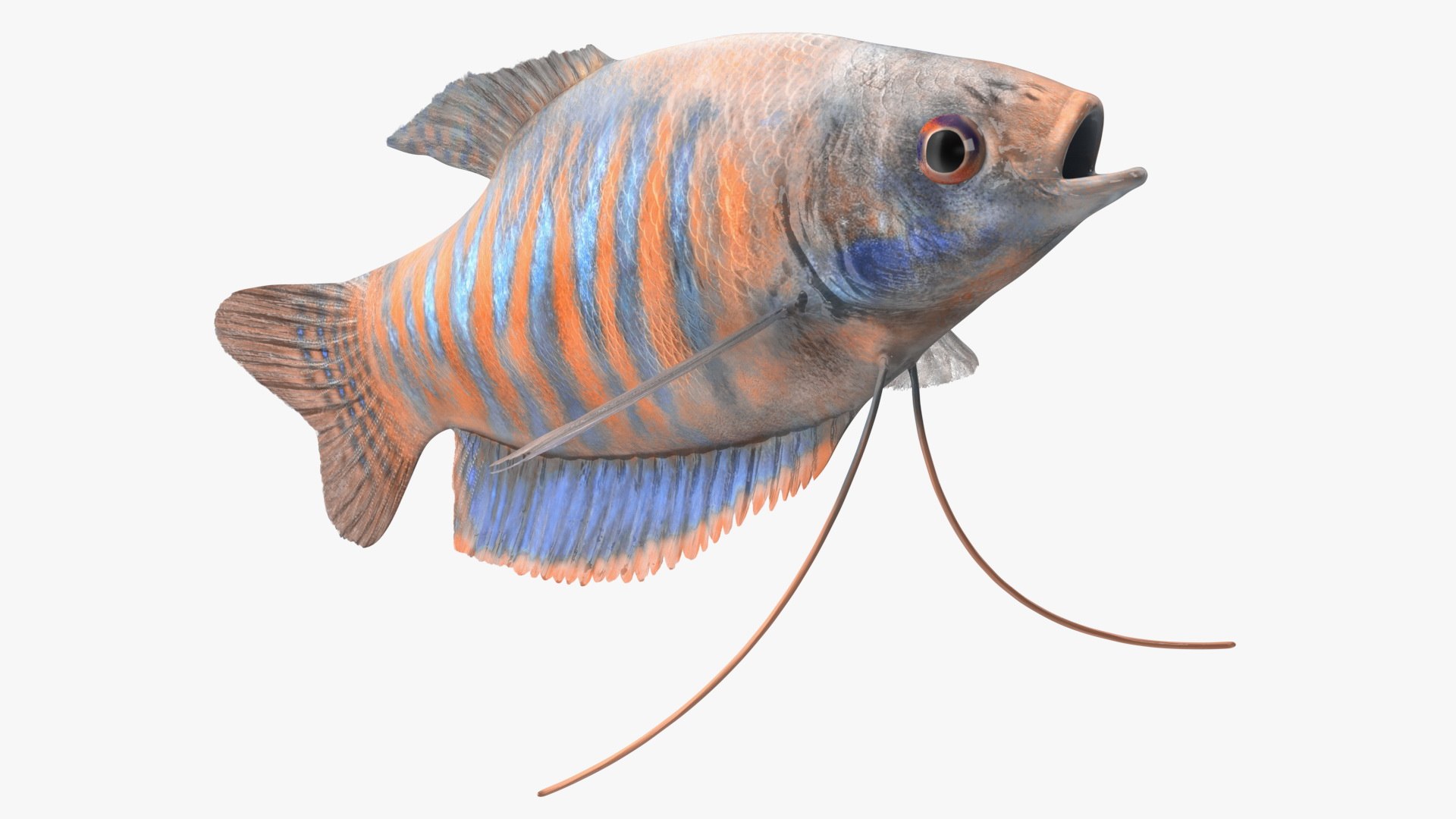 Dwarf Gourami Fish Rigged for Maya 3D model preview