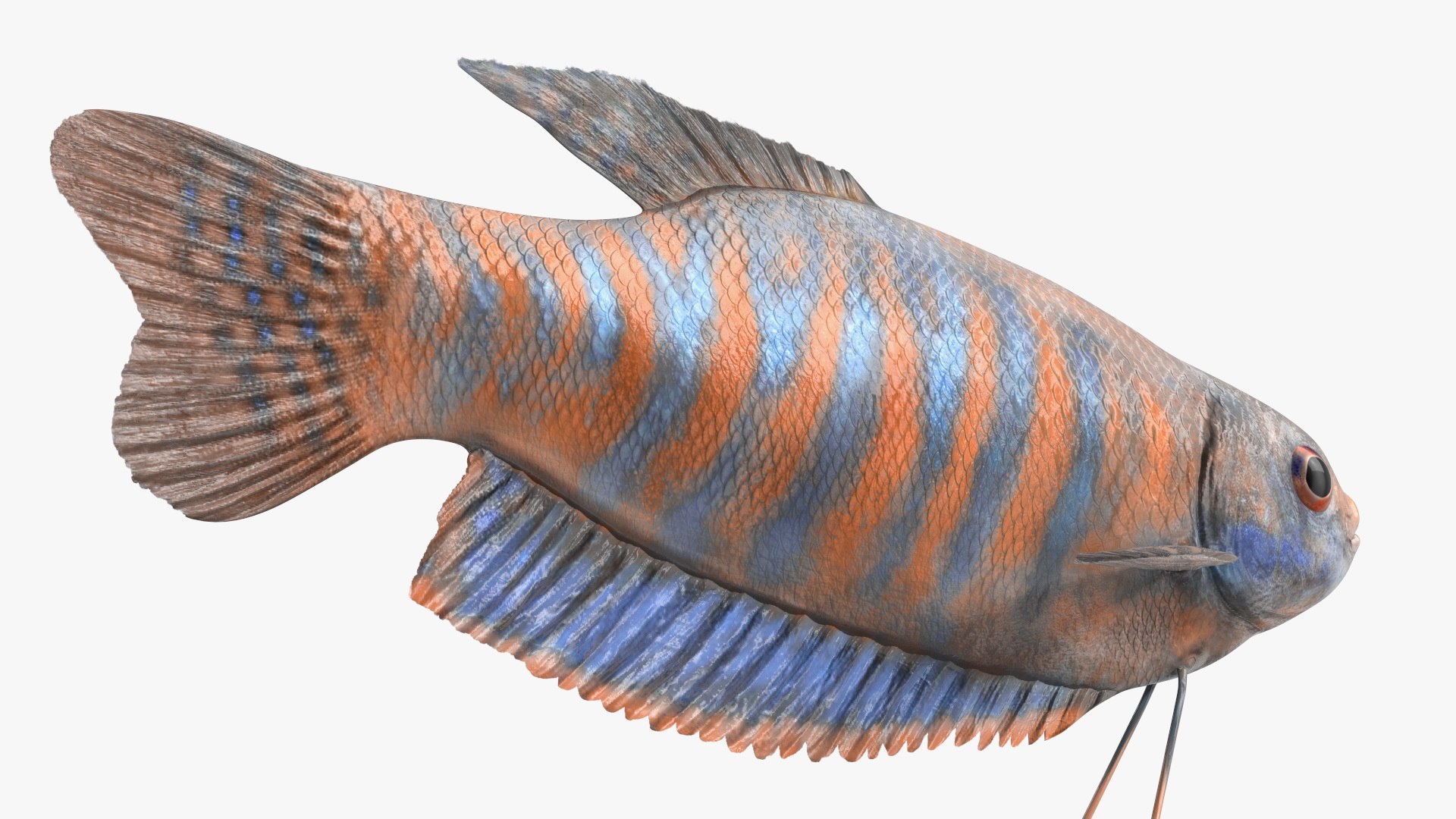 3D Dwarf Gourami Fish Rigged For Maya Model - TurboSquid 2247281