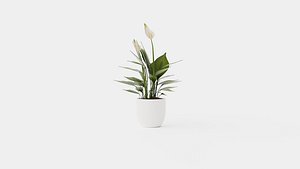 Collection of Houseplants - 6 Models 3D model