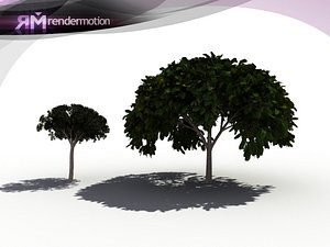 D2.C1.33 Magnolia