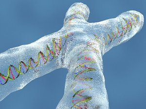 3ds chromosome x dna