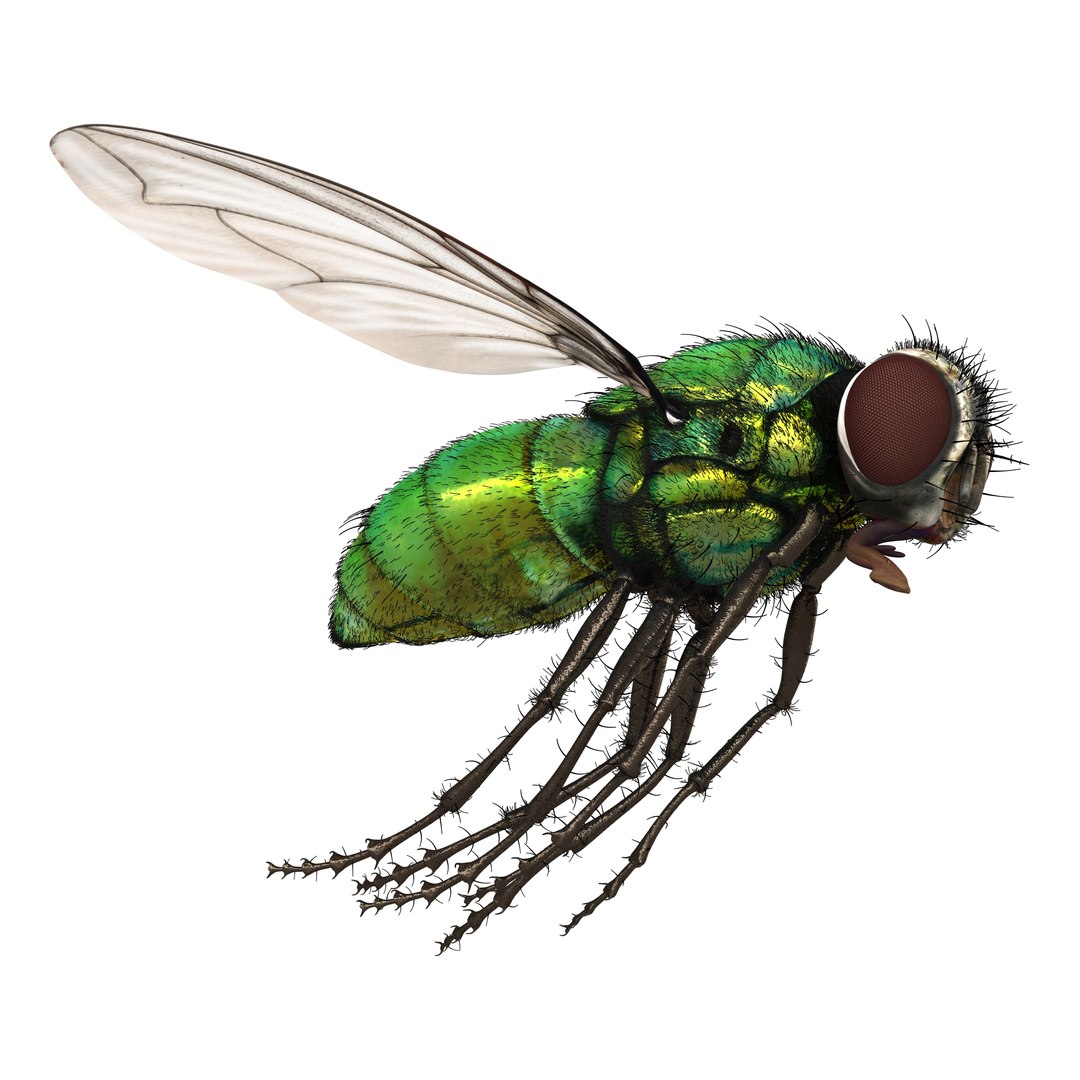 3d green bottle fly pose