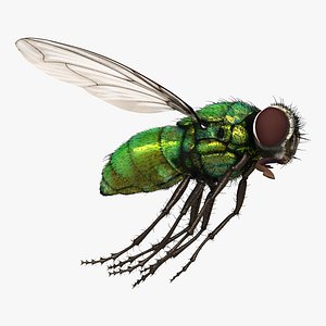3d green bottle fly pose