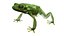 Tree Frog