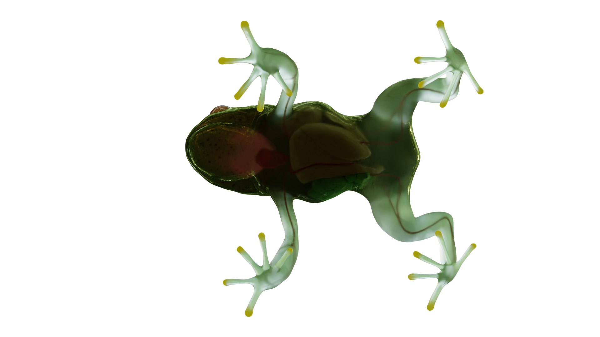 3D Tree Frog model https://p.turbosquid.com/ts-thumb/Ut/M1Y4co/Tz/render3/png/1642575648/1920x1080/fit_q87/8697cf86e060fc6b735ca38ceafc7c972879a428/render3.jpg