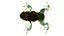 Tree Frog