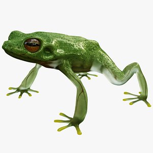 3D Tree Frog model