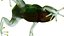 Tree Frog