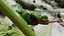 Tree Frog