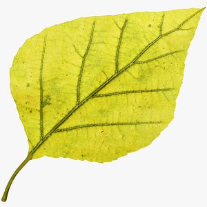 3D Birch Leaf V3