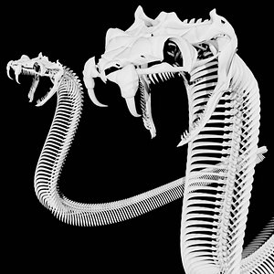 3D Rigged Snake Skeleton