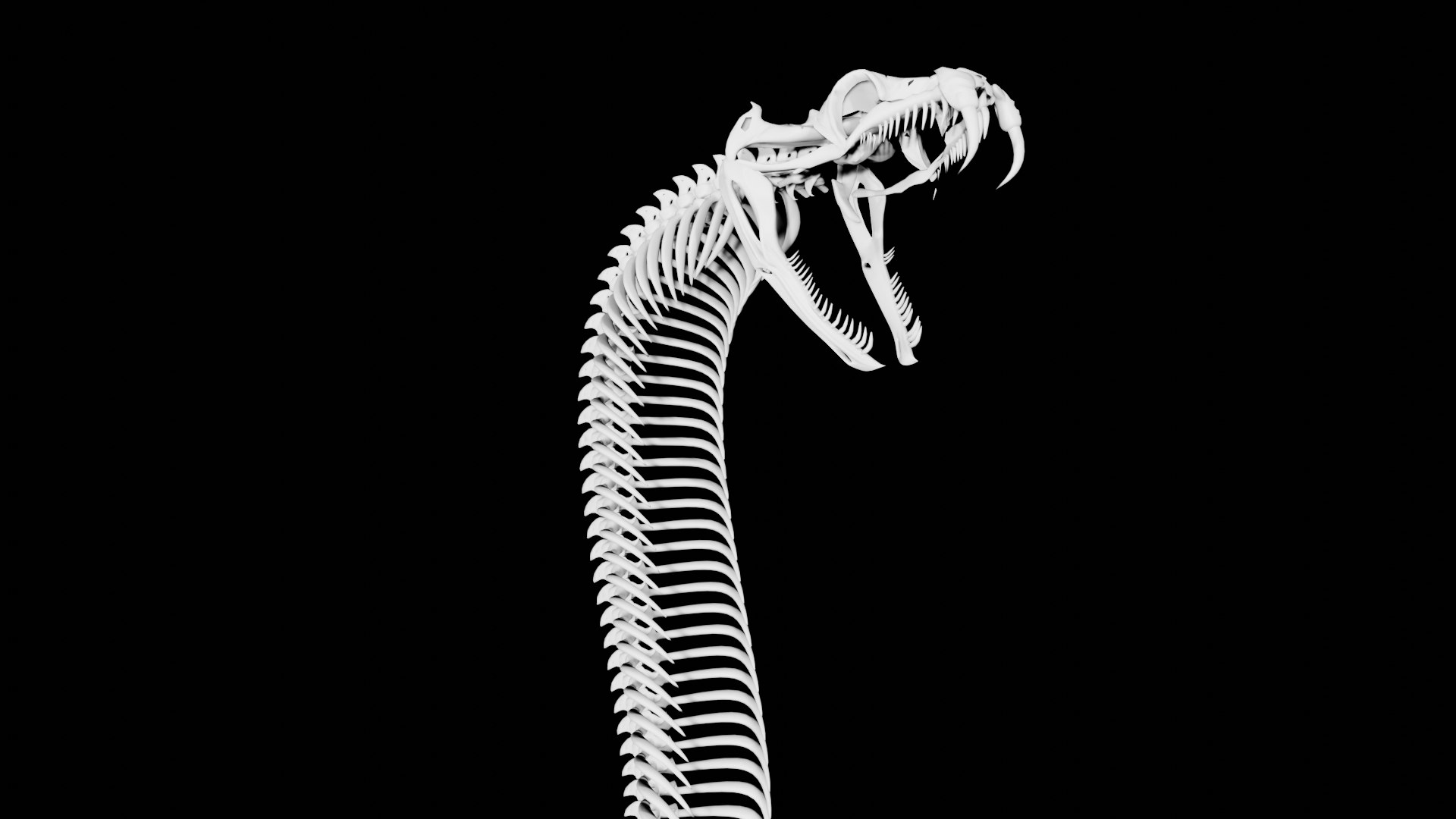 3D Rigged Snake Skeleton - TurboSquid 1826435