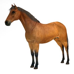 brown horse 3D model