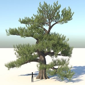 Japanese Pine Tree