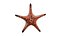 Knobby Sea Star Морская звезда с бонусным ztool