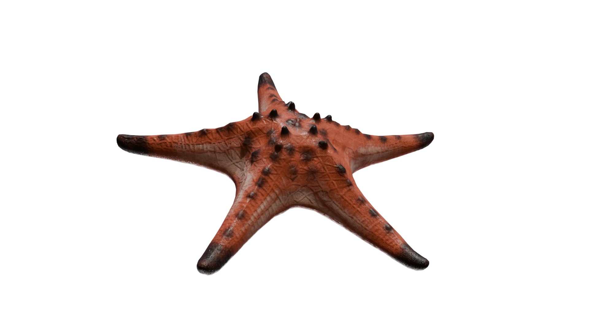 3D model Knobby Sea Star Starfish with bonus ztool https://p.turbosquid.com/ts-thumb/Uu/FDlSIr/Fl/knobby_sea_star_002/png/1758247208/1920x1080/fit_q87/55f929b6ff064e284cdaf736d166592f6a14e712/knobby_sea_star_002.jpg