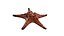 Knobby Sea Star Морская звезда с бонусным ztool