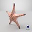 Knobby Sea Star Морская звезда с бонусным ztool