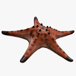 3D model Knobby Sea Star Starfish with bonus ztool