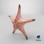 Knobby Sea Star Морская звезда с бонусным ztool