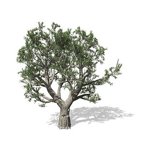 3D model olive tree
