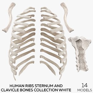 Human Ribs Sternum and Clavicle Bones Collection White - 14 models