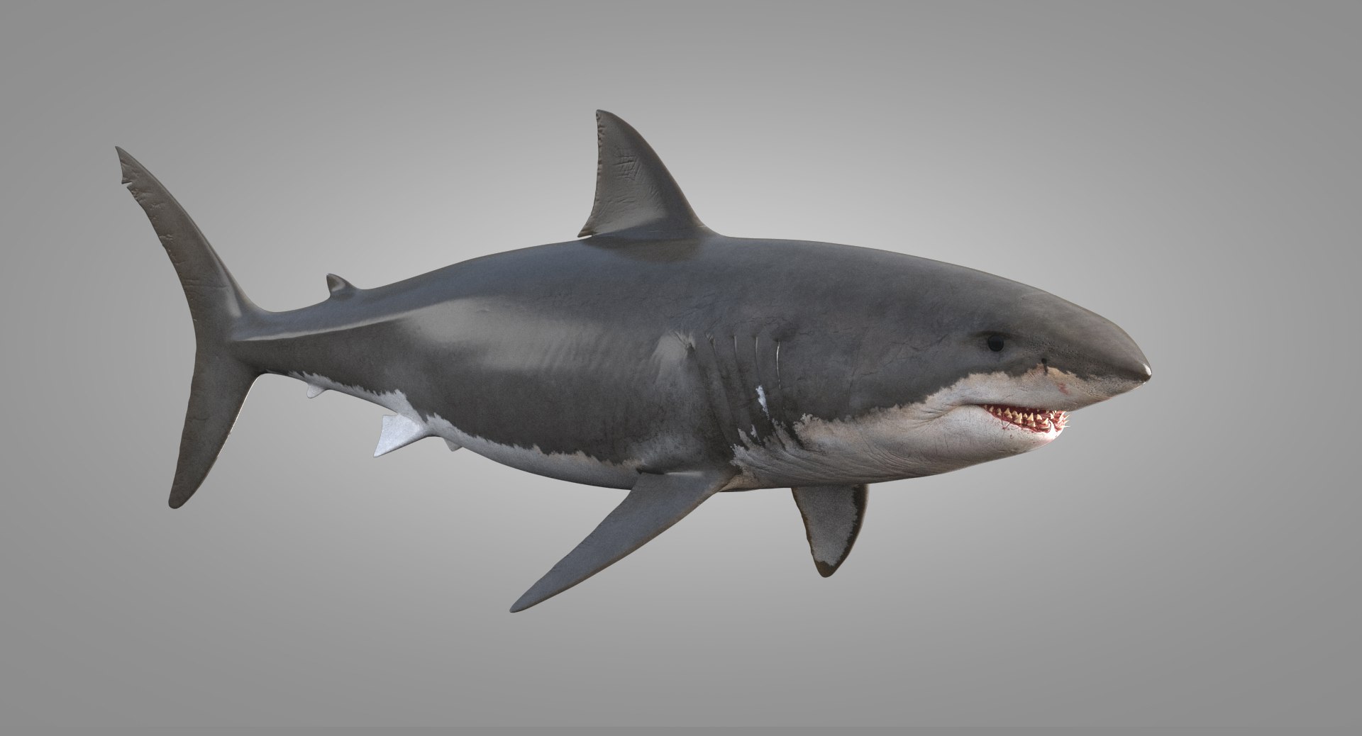 3D shark animation white - TurboSquid 1346790