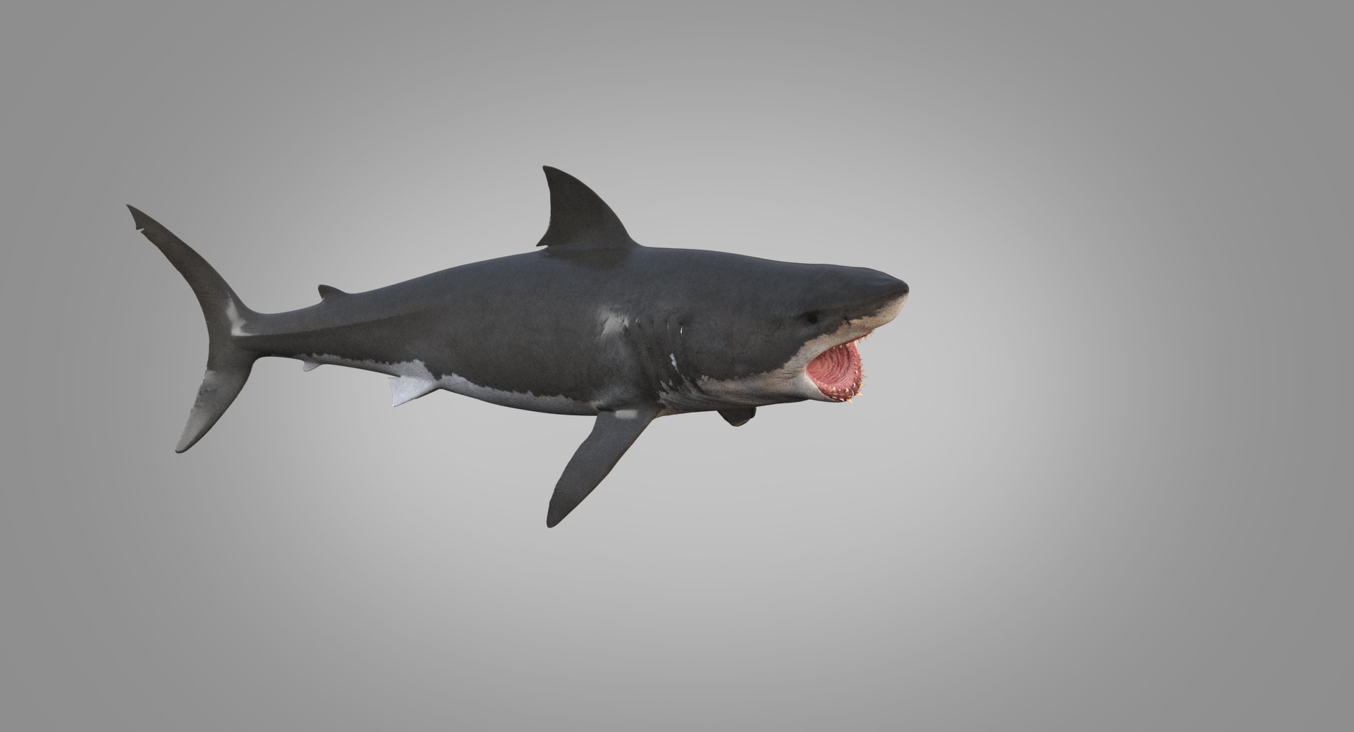 Complete Realistic Shark Model - The Great White Shark (Rigged, Textured,  Easy To Animate)