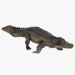 Crocodile Realistic Walking
