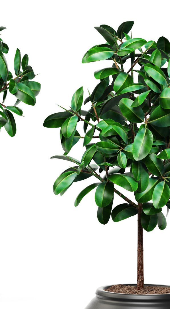 3d model ficus robusta elastica