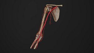 Human Anatomy-Nervous System -Arterial system of arm model