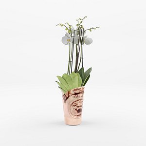 3D Collection of 15 Indoor Plants - 12