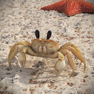 Shoreline Sand Crab Fur Rigged for Maya