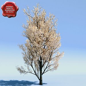 pyrus calleryana aristocrat 3d model