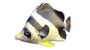 Roaops Butterflyfish