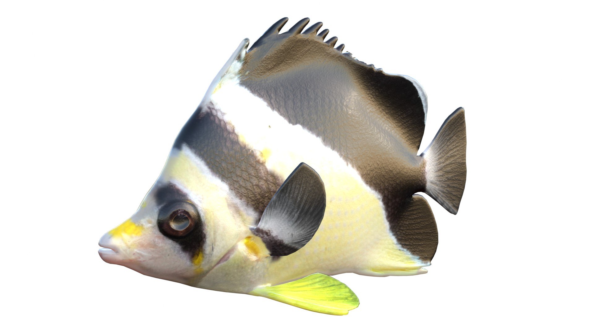 3D 50 Fish Sea Creatures Collection https://p.turbosquid.com/ts-thumb/Uv/tloSya/QC/1/jpg/1768044714/1920x1080/fit_q87/8cb6d55848149b5fb0f2753ab024b00202e1238e/1.jpg