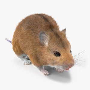 Kakadu Pebble-mound Mouse Base Pose Fur