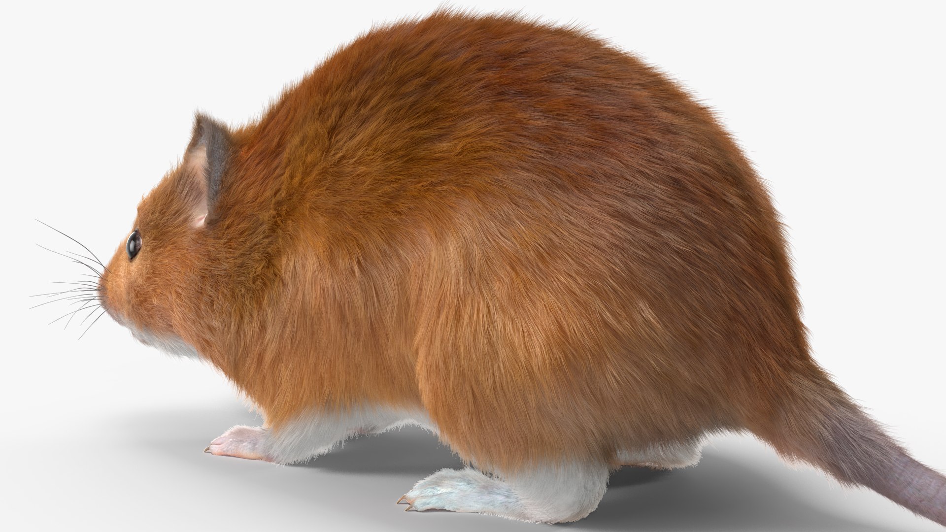 Kakadu Pebble-mound Mouse Base Pose Fur 3D https://p.turbosquid.com/ts-thumb/Uv/wFsqLS/sO/kakadupebblemoundmousebaseposefurvray3dmodel014/jpg/1709581366/1920x1080/fit_q87/469b4e788c55f79ba4b717bc4cd9df196da73167/kakadupebblemoundmousebaseposefurvray3dmodel014.jpg