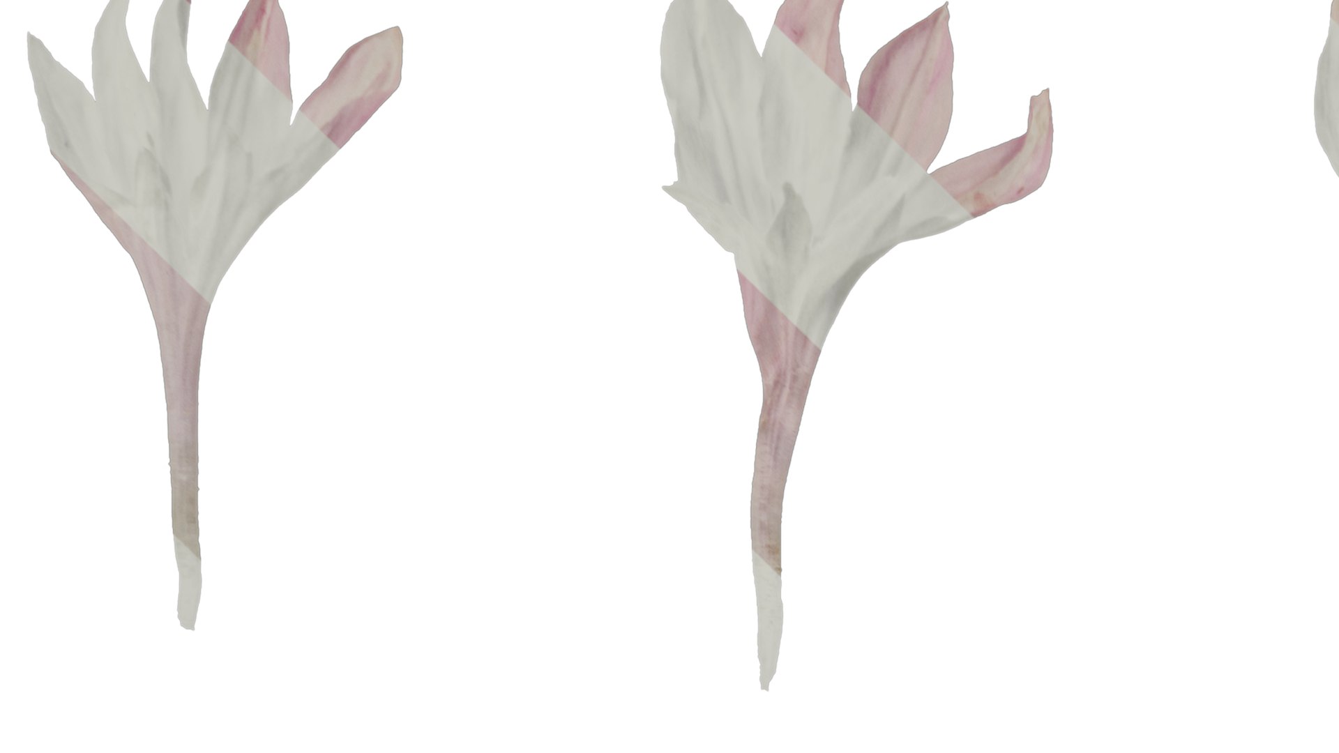 3D Anydrafts Centaurea Cyanus Flower 05 Textures Model - TurboSquid 2353185