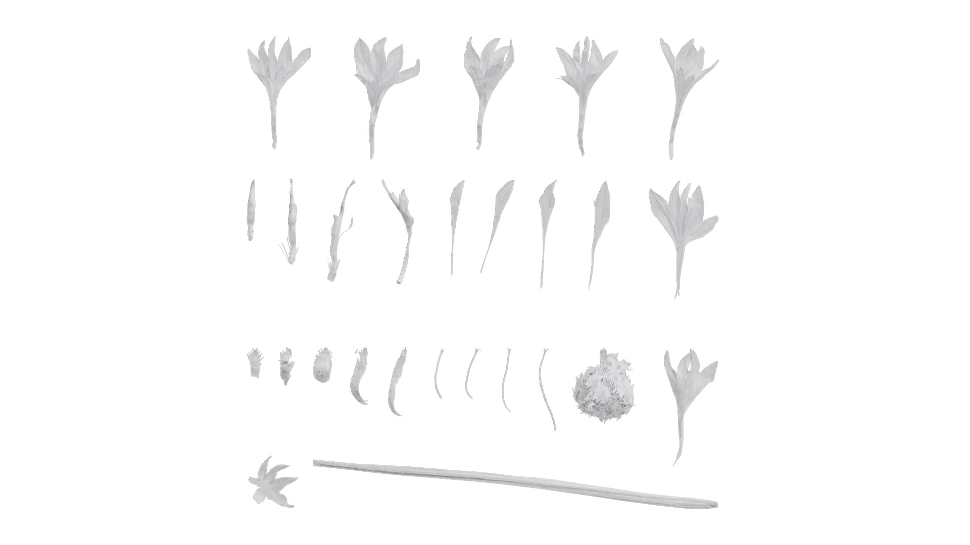 3D Anydrafts Centaurea Cyanus Flower 05 Textures Model - TurboSquid 2353185