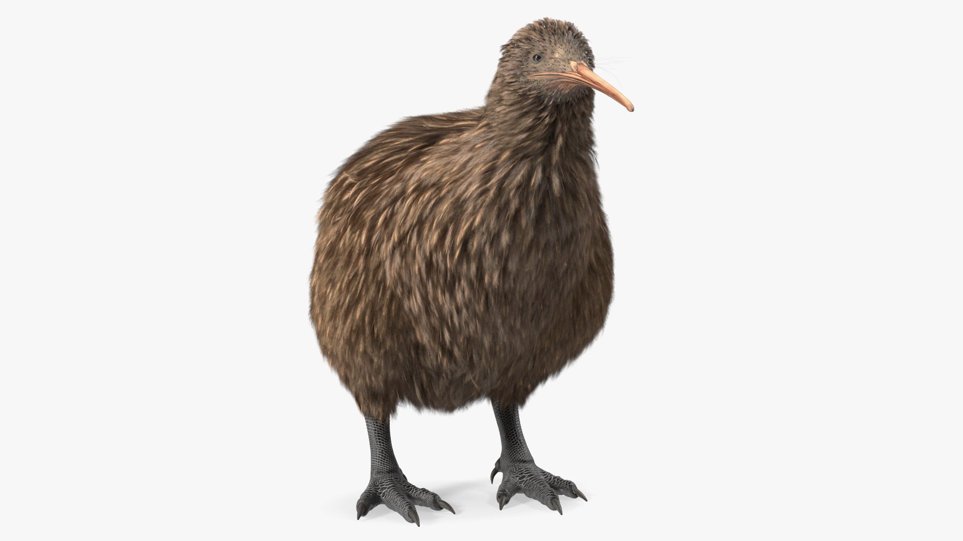 Kiwi Bird Rigged 3D model preview