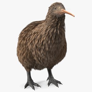 3D model Kiwi Bird Rigged