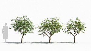 Ervatamia tree model