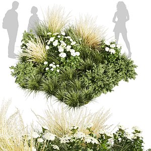 3D Collection plant vol 589 - grass - garden - pampas - Abies  -  3Ds max - Cinema 4D