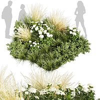 Collection plant vol 589 - grass - garden - pampas - Abies  -  3Ds max - Cinema 4D