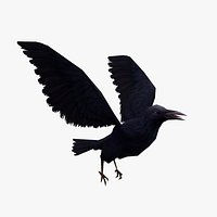 low-poly animated crow