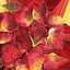 Dried Rose Petals Scattered from a Bowl